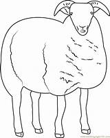 Sheep Coloring Pages Coloringpages101 Kids Mammals sketch template
