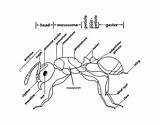 Coloring Ant Parts Body Pages Coloringbay sketch template