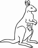 Kangaroo Coloring Pages Baby Color Drawing Kids Printable Clipart Spoonbill Kangaroos Pouch Kangoroo Outline Library Cliparts Painting Template Animals Designlooter sketch template