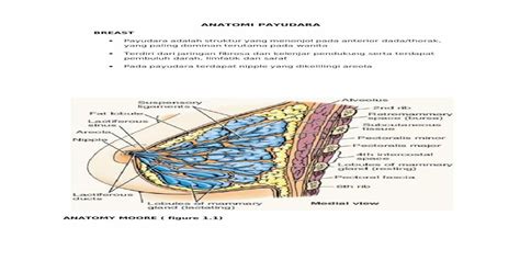 Anatomi And Histologi Payudara [pdf Document]