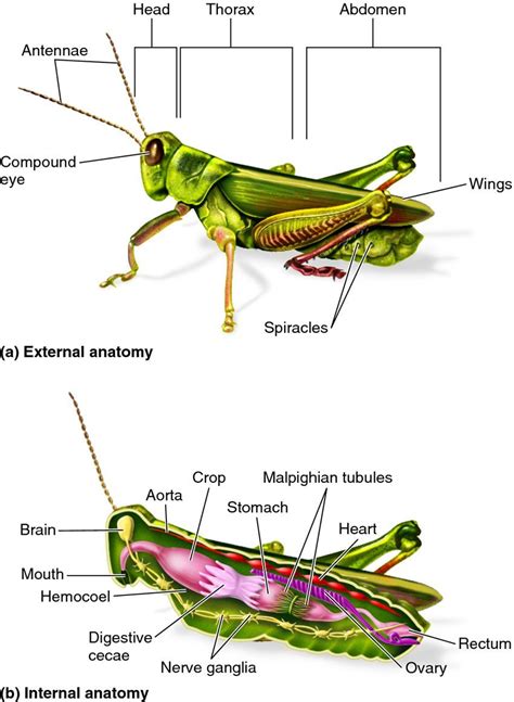 35 Diagram Of A Grasshopper With Label Labels Database 2020