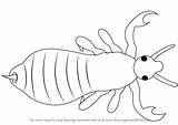 Louse Insects sketch template