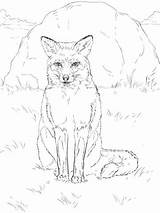 Fox Sitting Coloring Red Drawing Pages Printable Supercoloring Wolf Animals Color Drawings Animal sketch template