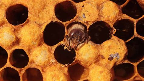 role   drone bee perfectbee drone bee drone honey bee bee
