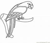 Parrot Coloring Pages Popular sketch template