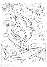 Shark Coloring Hammerhead Pages Edupics Head Popular Printable Large sketch template