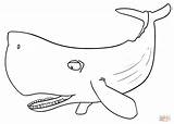 Cachalote Whale Capodoglio Baleia Sperm Tegninger Lusso Stampare Af Kategorier Categorias sketch template