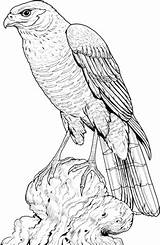 Hawk Coloring Pages Perched Printable Color Drawing Eagle Hawks Gif Bird Harris Supercoloring Drawings Cooper 1728 Colouring Adult Wood Animal sketch template