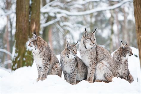 winter search   missing lynx wyoming untrapped