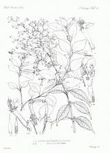 Coloring Botany Pages Comments Botanical Sheets sketch template