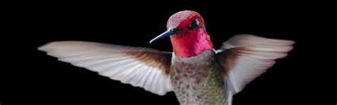 brightly colored hummingbirds     neighborhood  sierra