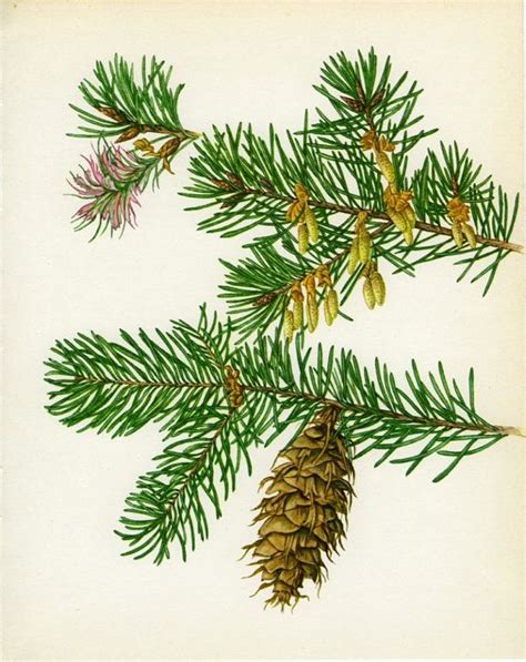 draw  douglas fir tree hall thdow