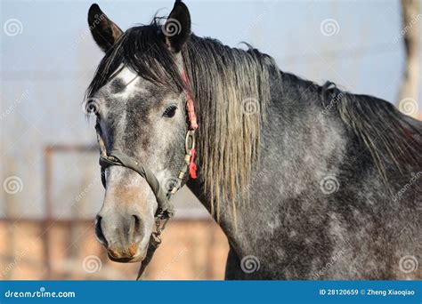 horse head royalty  stock images image