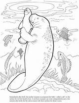 Coloring Manatee Pages Cute Dugong Printable Color Dover Animals Book Colouring Drawings Books Baby Adult Sea Mom Print Animal Kids sketch template