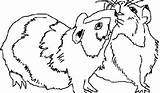 Coloring Guinea Pages Pigs Popular Pig sketch template