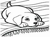 Coloring Pages Boxer Puppy Getcolorings Dog Cartoon sketch template