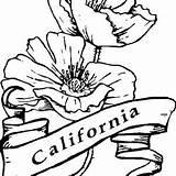 Poppy Coloring California Realistic Californian Symbol Drawing sketch template