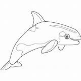 Orca Baleia Tudodesenhos sketch template