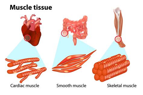 muscle structure humanbio