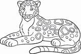Jaguar Animal Getdrawings Drawing sketch template