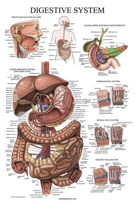 digestive system anatomical chart palace learning