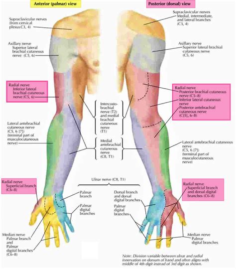 dermatome  upper limb human body anatomy radial nerve median nerve