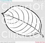 Leaf Outline Coloring Illustration Rf Royalty Clipart Perera Lal sketch template