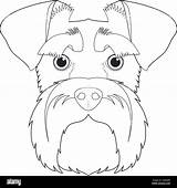 Schnauzer Vector Coloring Dog Cartoon Easy Alamy Illustration Icon Stock Isolated Background sketch template