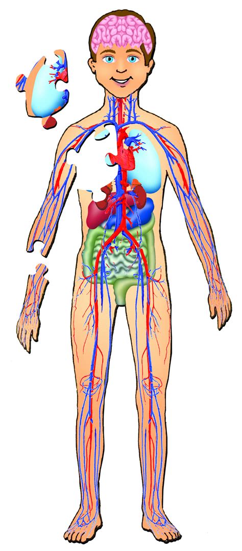 human body organs  kids human body diagram human anatomy picture