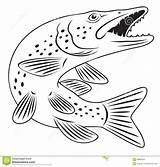 Pike Fish Coloring Pages Kids Choose Board Template Vector sketch template