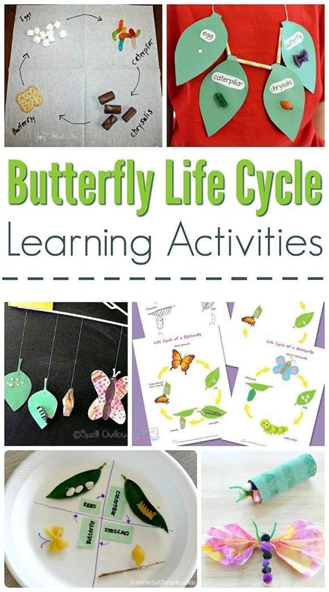 butterfly life cycle learning activities large family table kids
