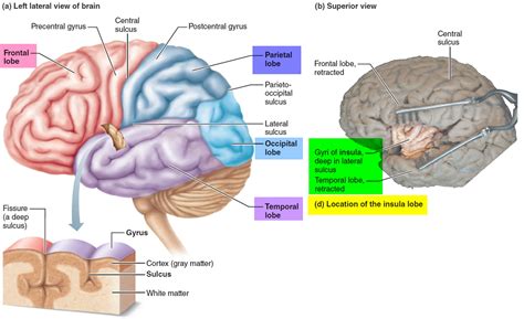 cerebral cortex brain diagram human brain diagram brain anatomy