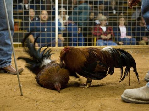 Man Killed By Armed Rooster At Cockfight Orange County Register