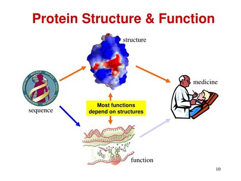 protein structure prediction powerpoint    id
