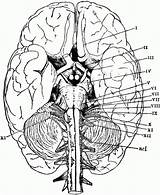Anatomy Anatomie Physiology Diagram Cranial Biologie Worksheet Nerves Galery Greys sketch template