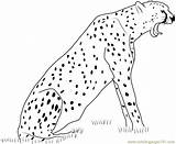 Cheetah Coloring Howling Pages Coloringpages101 Color sketch template