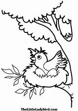 Ninho Ovos Passarinho Chocando Passaros Bird Pintar Passarinha Pássaros Designlooter Cantando Aves sketch template