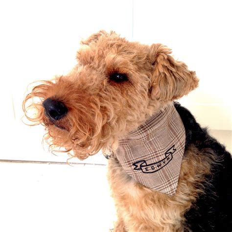 personalised dog neckerchief  edwyn uk notonthehighstreetcom