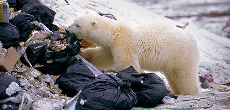 polar bears plastic diets   growing problem hakai magazine