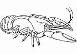Aragosta Kreeft Amerikaanse Crostacei Kleurplaat Lobster Animali Printmania Categorieën sketch template