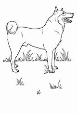Coloring Realistic Dog Pages Comments sketch template
