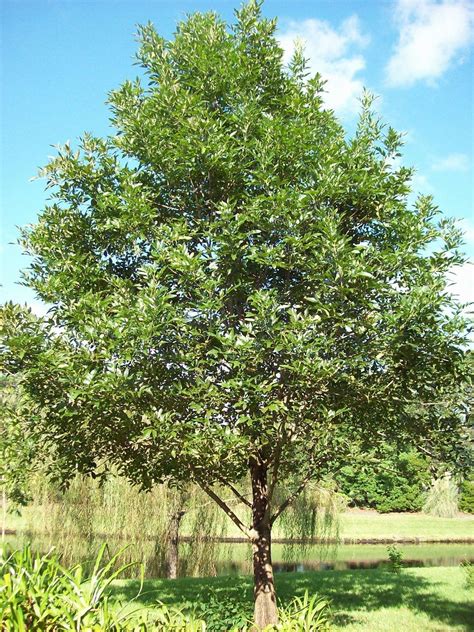 photo   entire plant  green ash fraxinus pennsylvanica posted