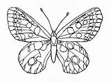Butterfly Coloring Funchap sketch template