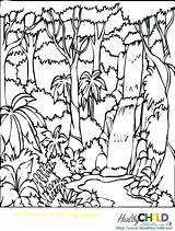 Rainforest Coloring Pages Forest Printable Tropical Trees Print Colouring Getcolorings Deciduous Enchanted Rain Color Amazon sketch template
