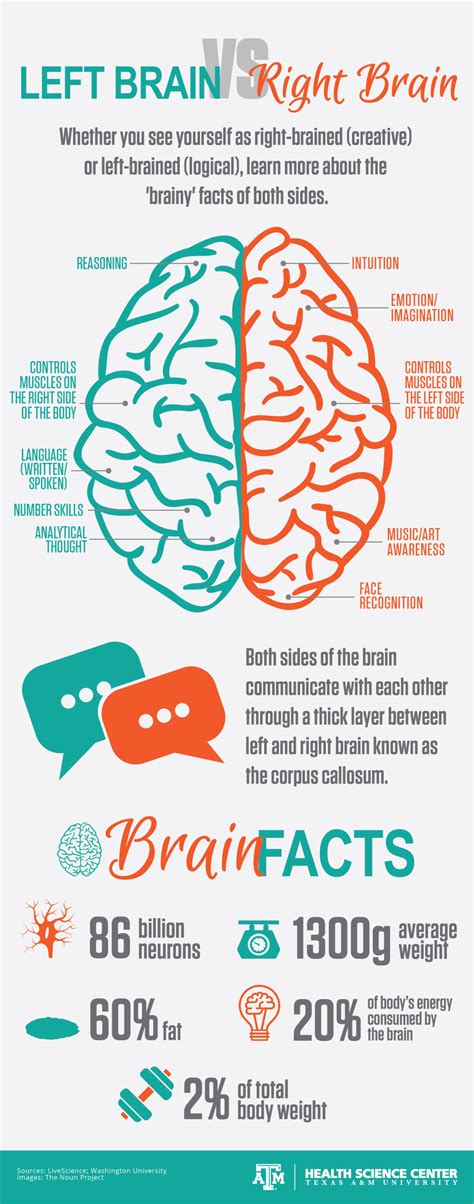 infographic left brain   brain vital record