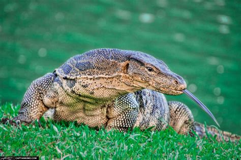 monitor lizard  lumpini park  bangkok thailand