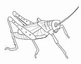Grasshopper Sauterelle Pdf sketch template