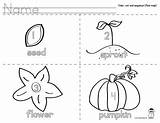 Pumpkin Cycle Life Sequencing sketch template
