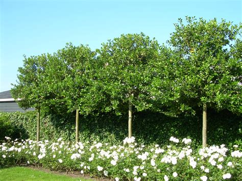 groen blijvende bomen