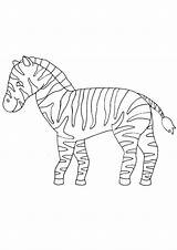 Pages Coloring Zebra Baby Kids sketch template